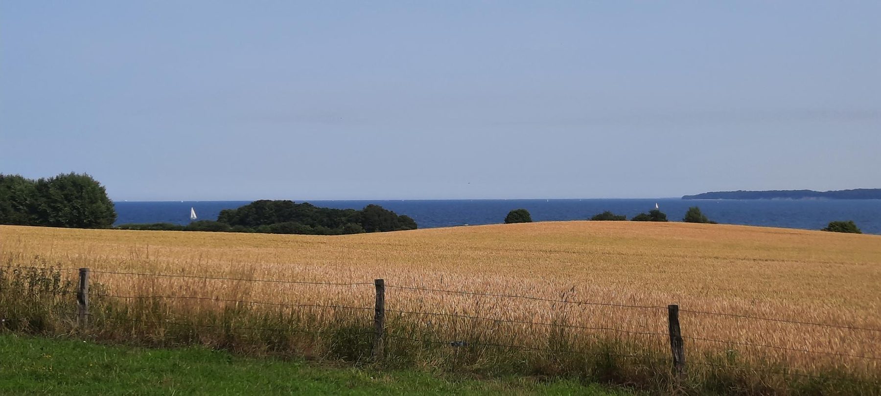 Blick über ein Kornfeld auf die Ostsee, am Horizont Segelboote